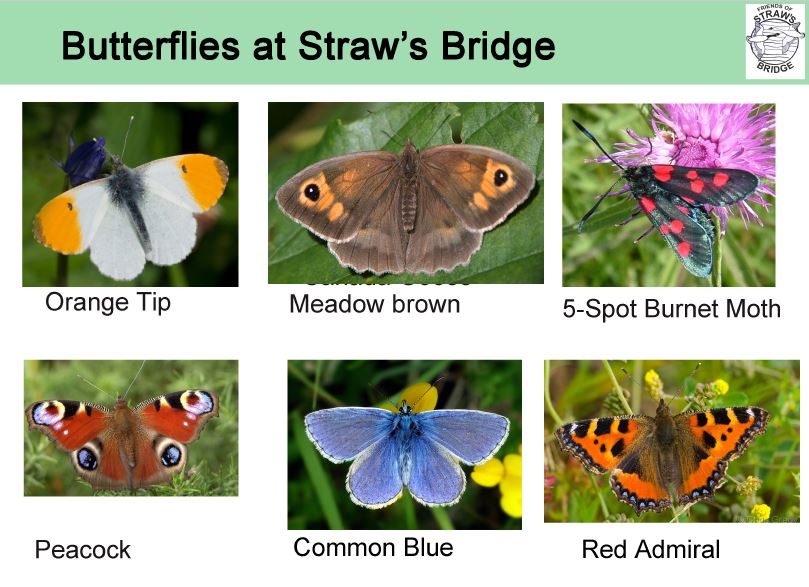 Spotting Sheets - The Friends of Straw's Bridge
